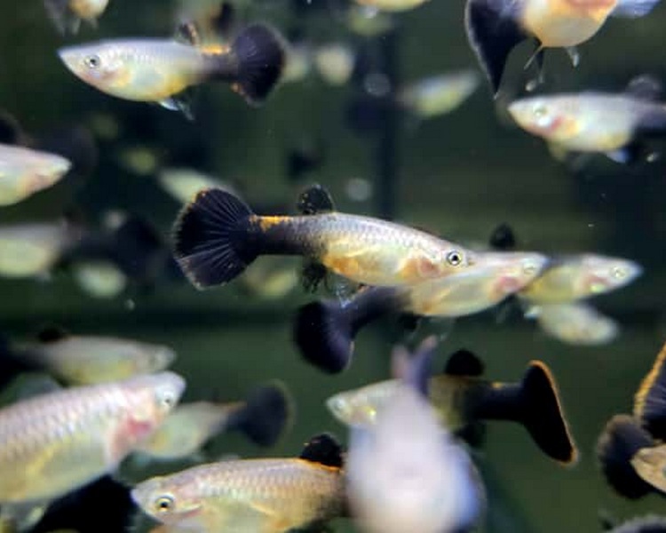 Half Black Guppy - Female ~ 3cm